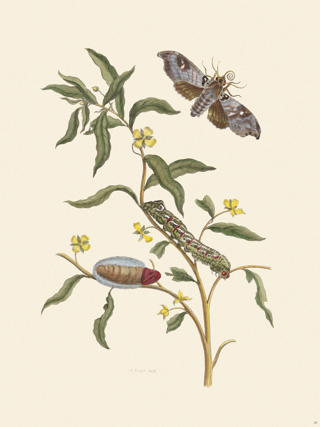 Merian Metamorphosis 39